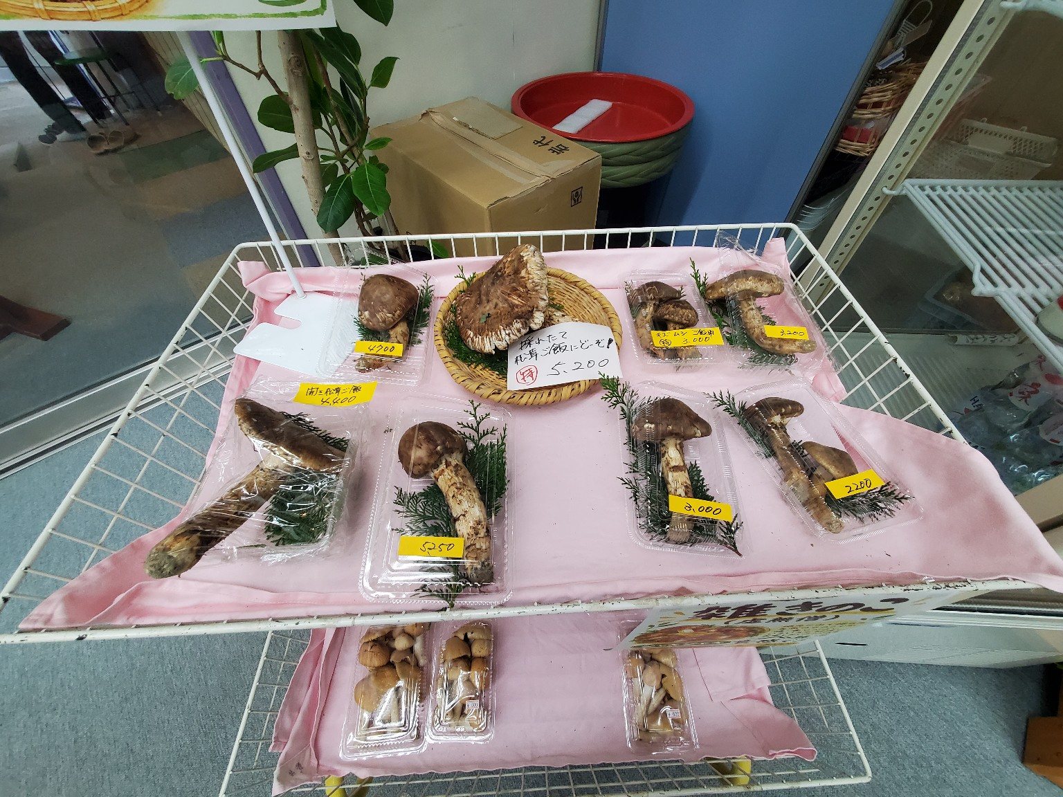 売店で販売されていた地元産朝採れ松茸