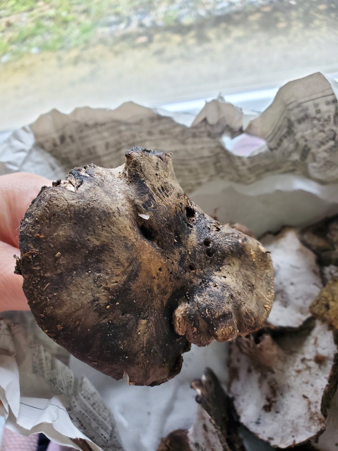 幻のきのこ「ウシビテ(クロカワ)」